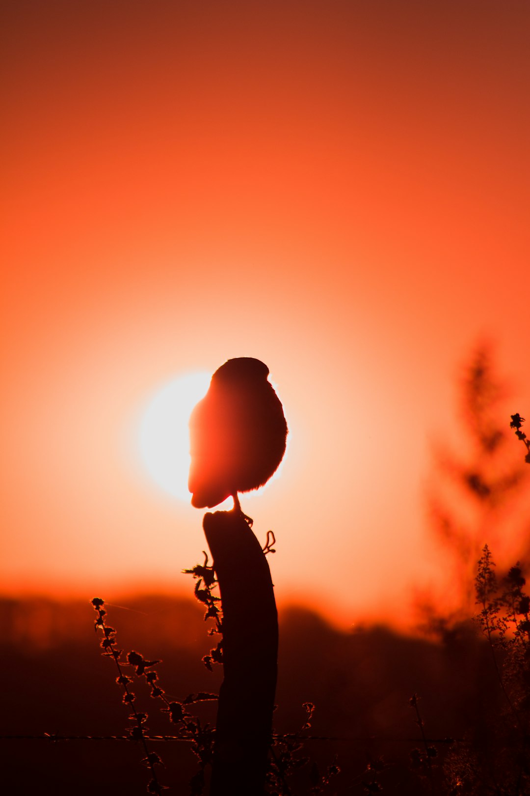silhouette photography of bird