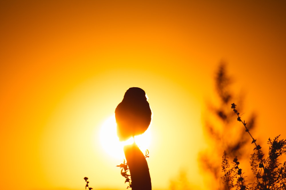 silhouette of flower bud during sunset