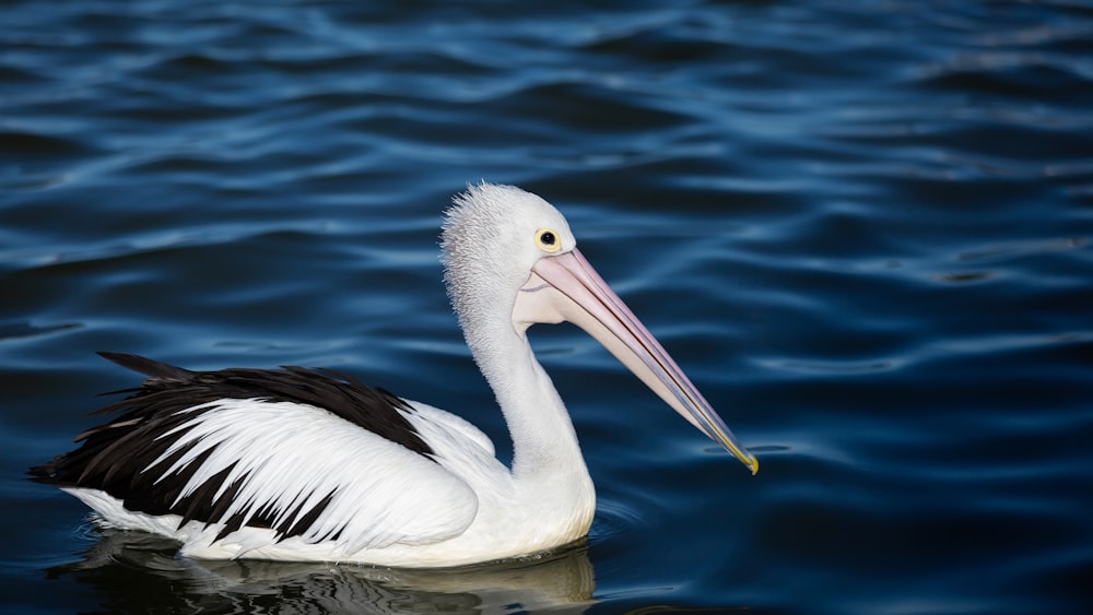 pelican in ocean