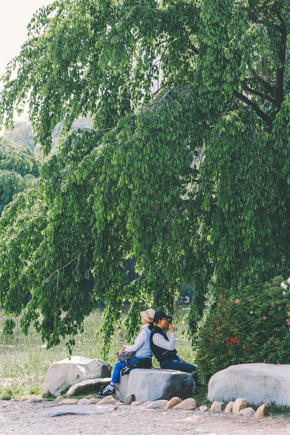 two person sitting on rock under tree