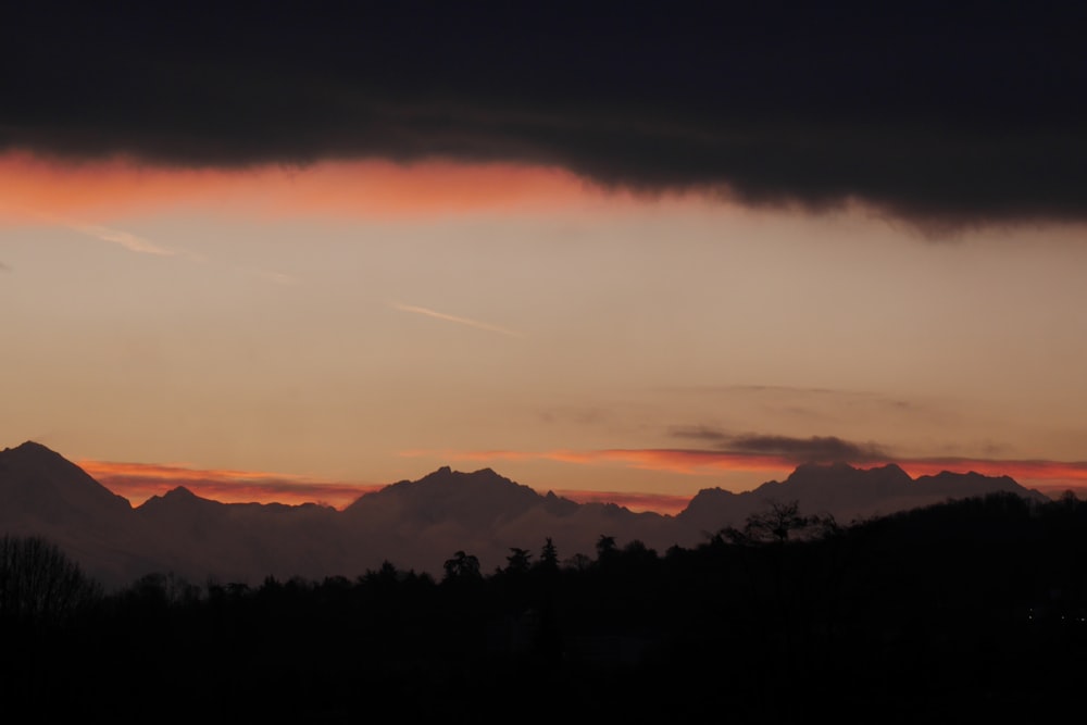 silhouette of trees