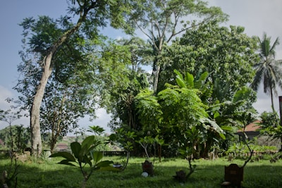 Beautiful garden view with tropical plants surrounding a high-end home in South Jakarta.