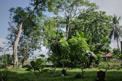 A lush green garden with various tropical trees and plants. The sky is partly cloudy. There are a few small potted plants and what appears to be some garden decorations scattered around. A house with a red roof can be seen in the background, partially obscured by the dense foliage.