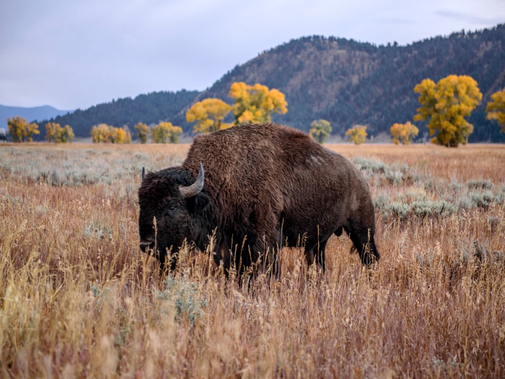 black bull standing on brown grass