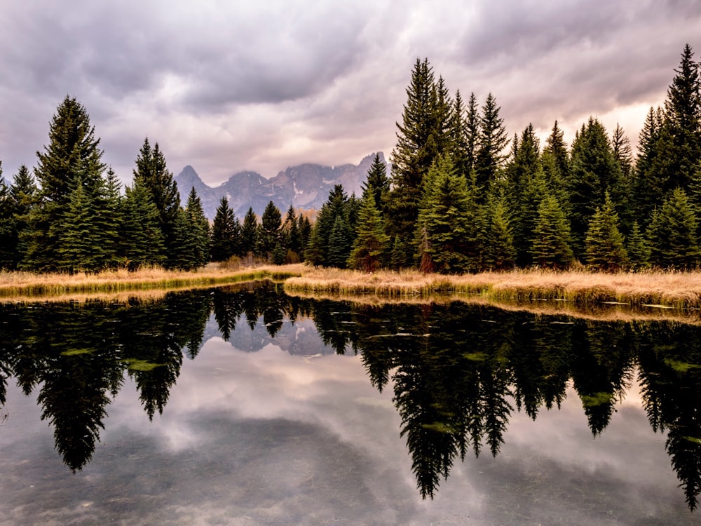 calm body of water surrounded with grasses and trees