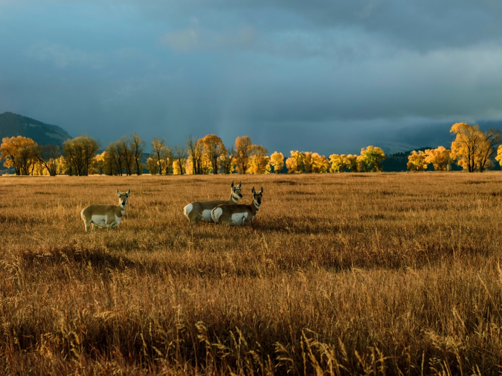 brown-and-white deer on brown grass field during daytime