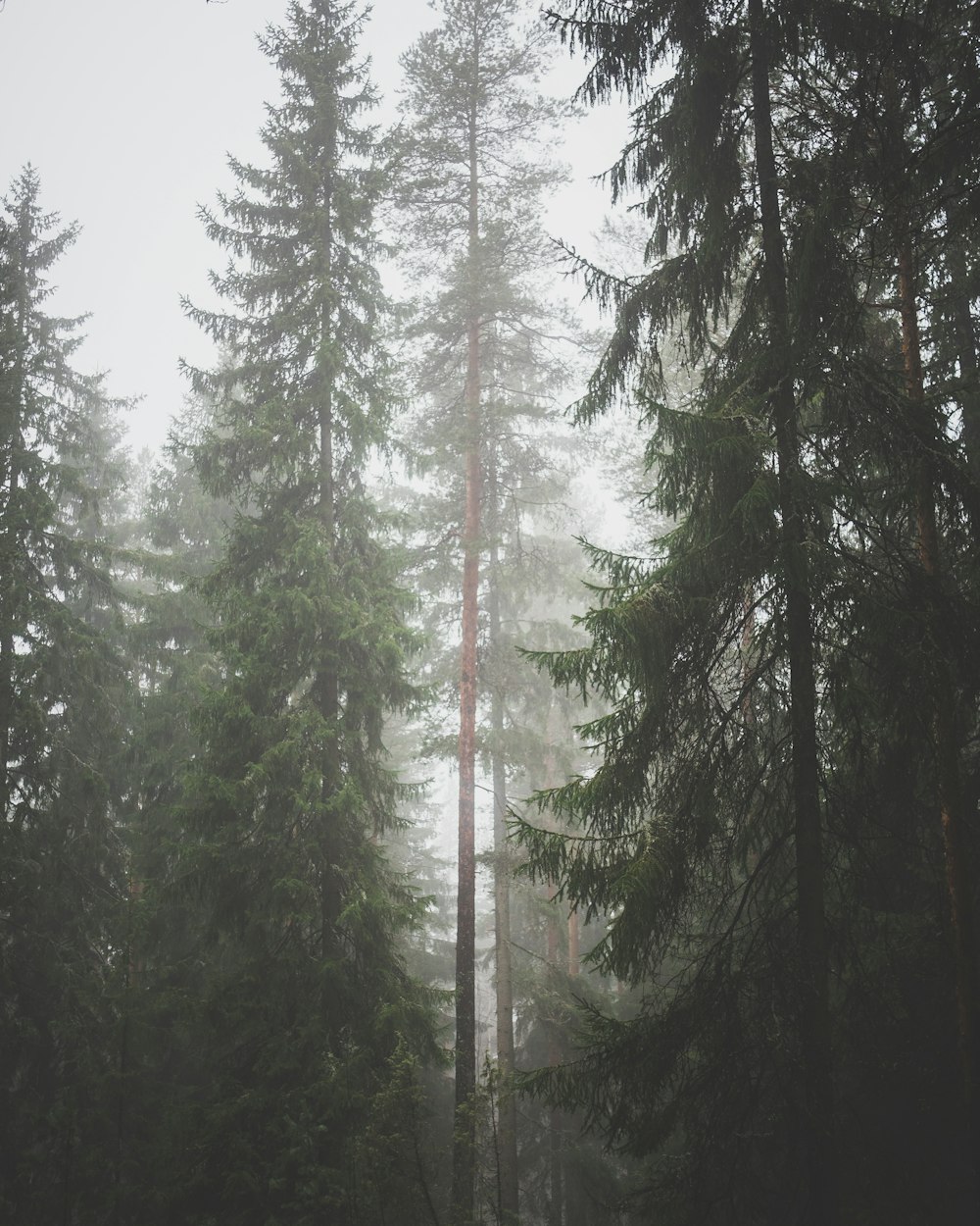 trees with fogs