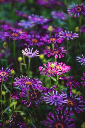 purple petaled flower blooming during daytime