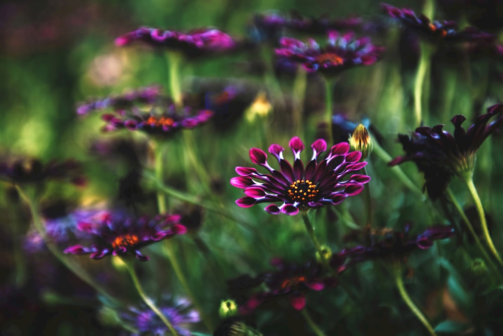 Photographie sélective de la fleur aux pétales violets