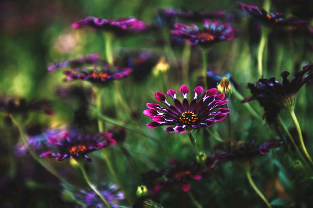 selective focus photography of purple-petaled flower