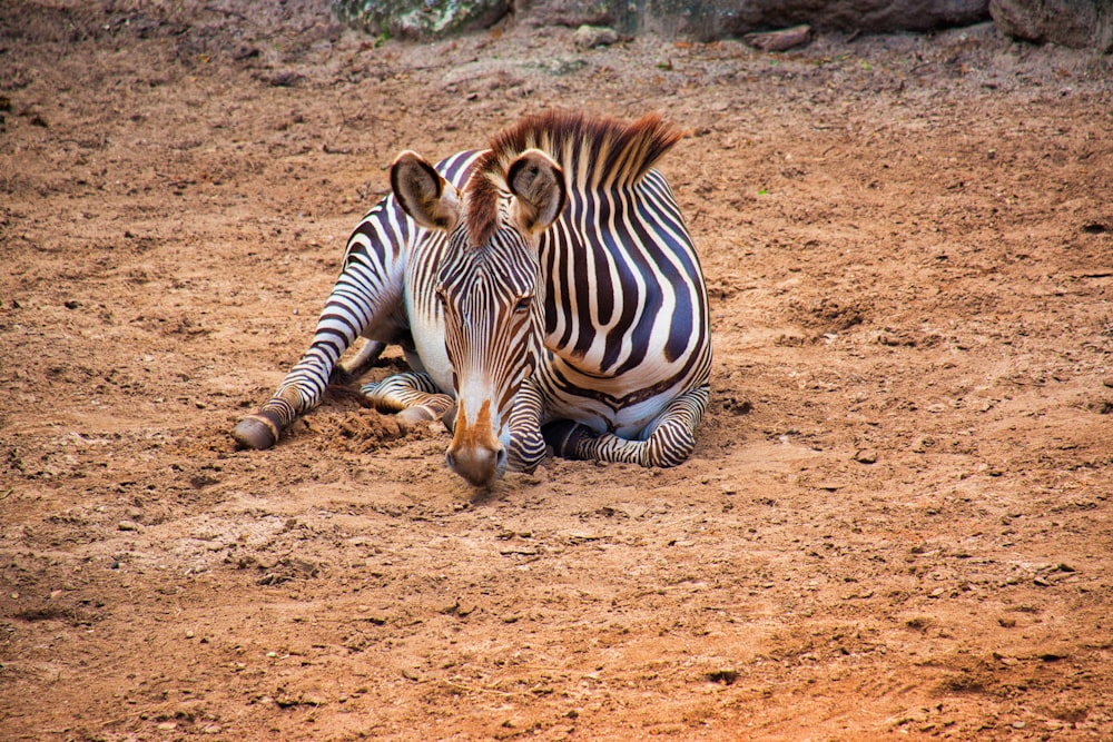 zebra lies on ground
