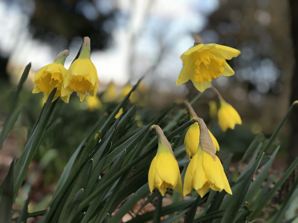 selective focus photography of yellow petaled flower plant