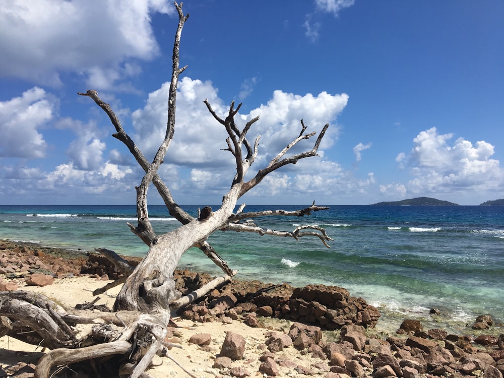 tree near seashore