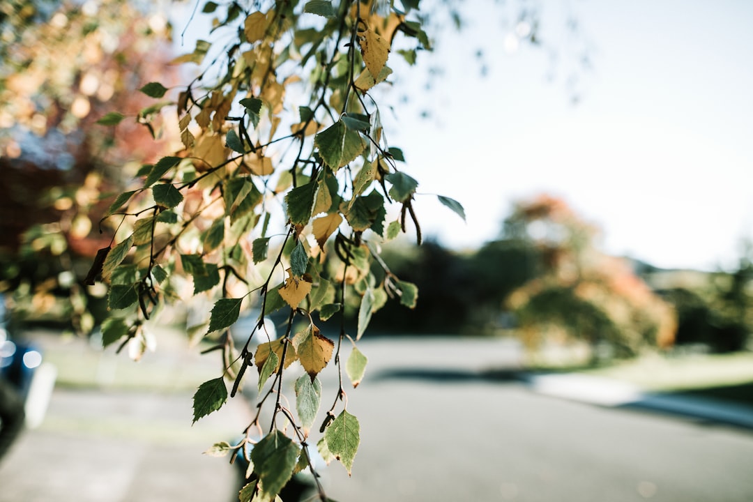 green-leafed tree