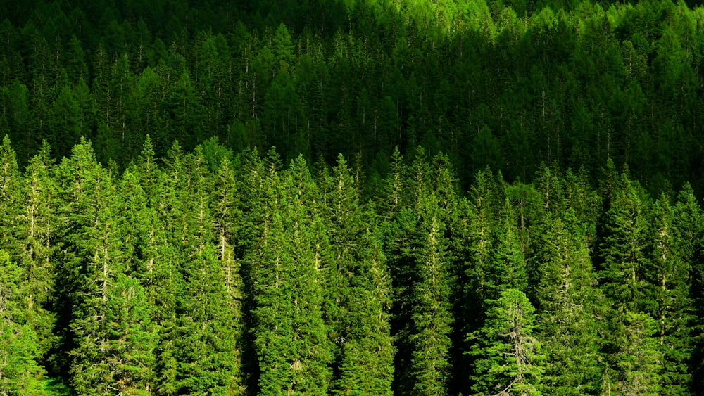 selective focus photography of tree field during daytime