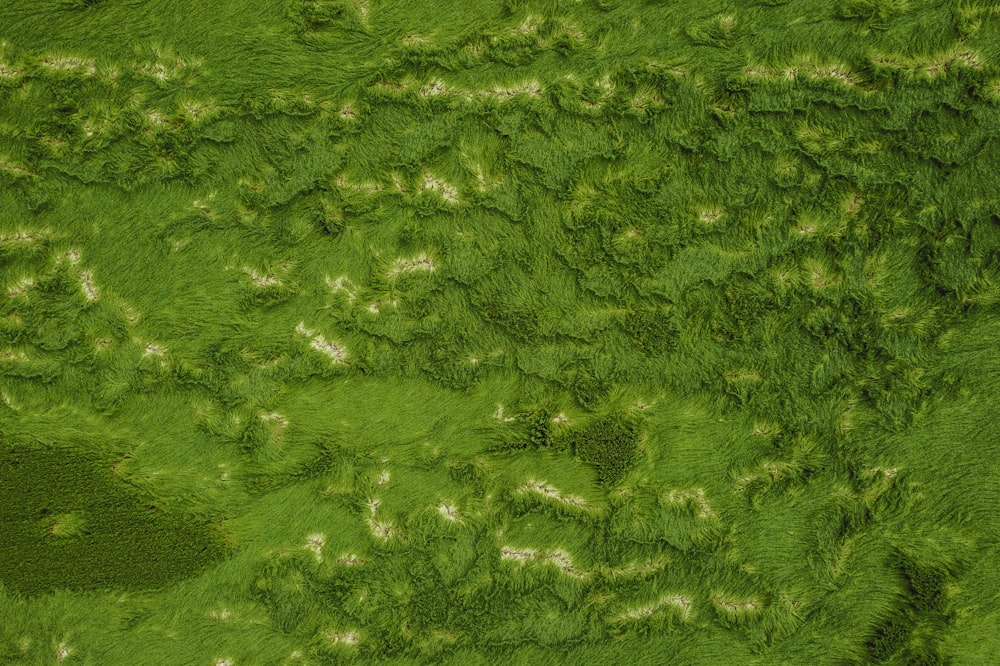 aerial view of green grasses