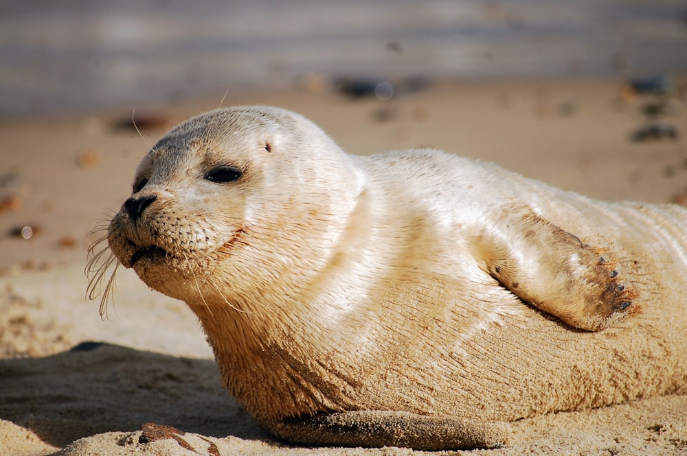 white seal on soil