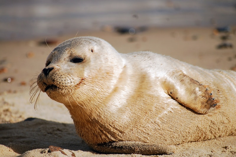 white seal on soil