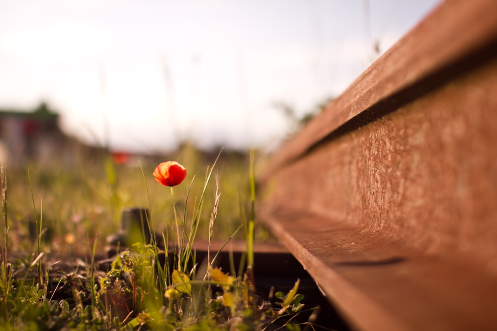 orange flower beside metal beam