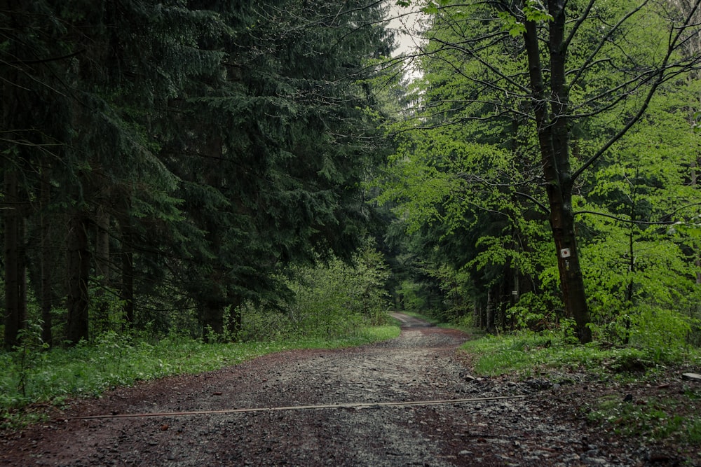 pathway between trees