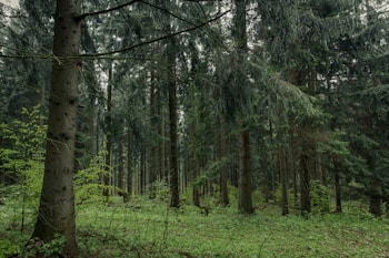 A dense forest with tall evergreen trees and a lush understory. The ground is covered with green foliage and small plants, creating a vibrant natural environment.