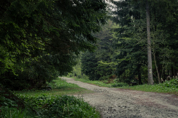 A scenic shot of a winding dirt path cutting through the forest, perfect for an exciting racer tour.
