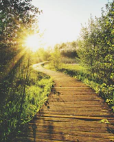 empty wooden pathway in between trees and grass during daytime