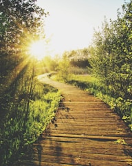 empty wooden pathway in between trees and grass during daytime