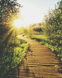 empty wooden pathway in between trees and grass during daytime