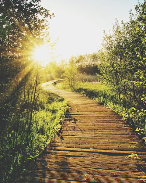empty wooden pathway in between trees and grass during daytime