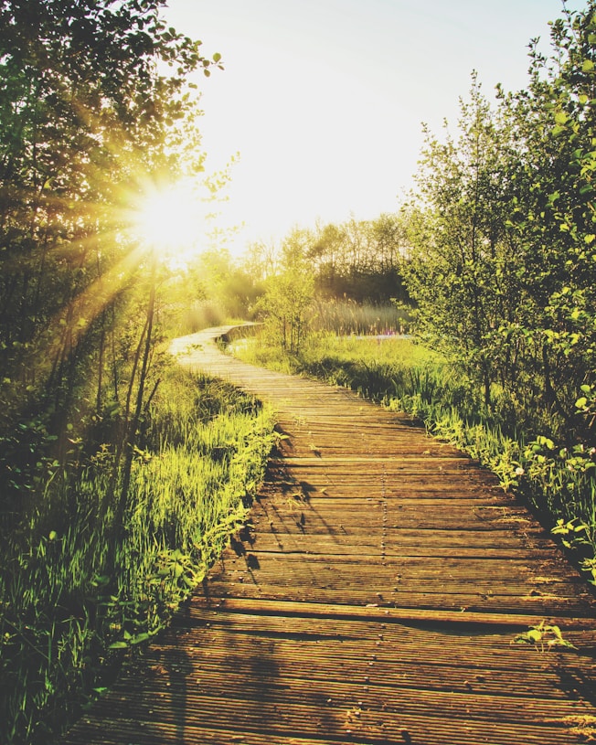 empty wooden pathway in between trees and grass during daytime