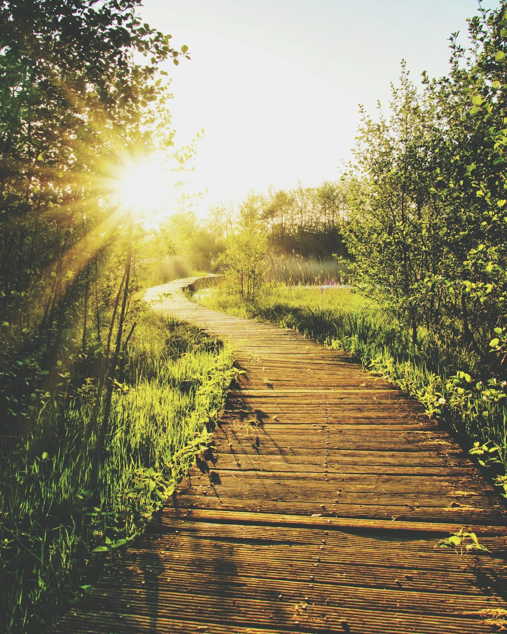 empty wooden pathway in between trees and grass during daytime