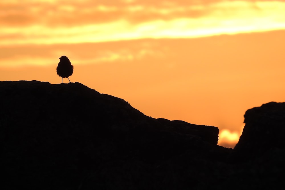 silhouette photography of bird during golden hour