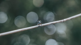 A playful jumping spider mid-leap against a soft blurred garden background.