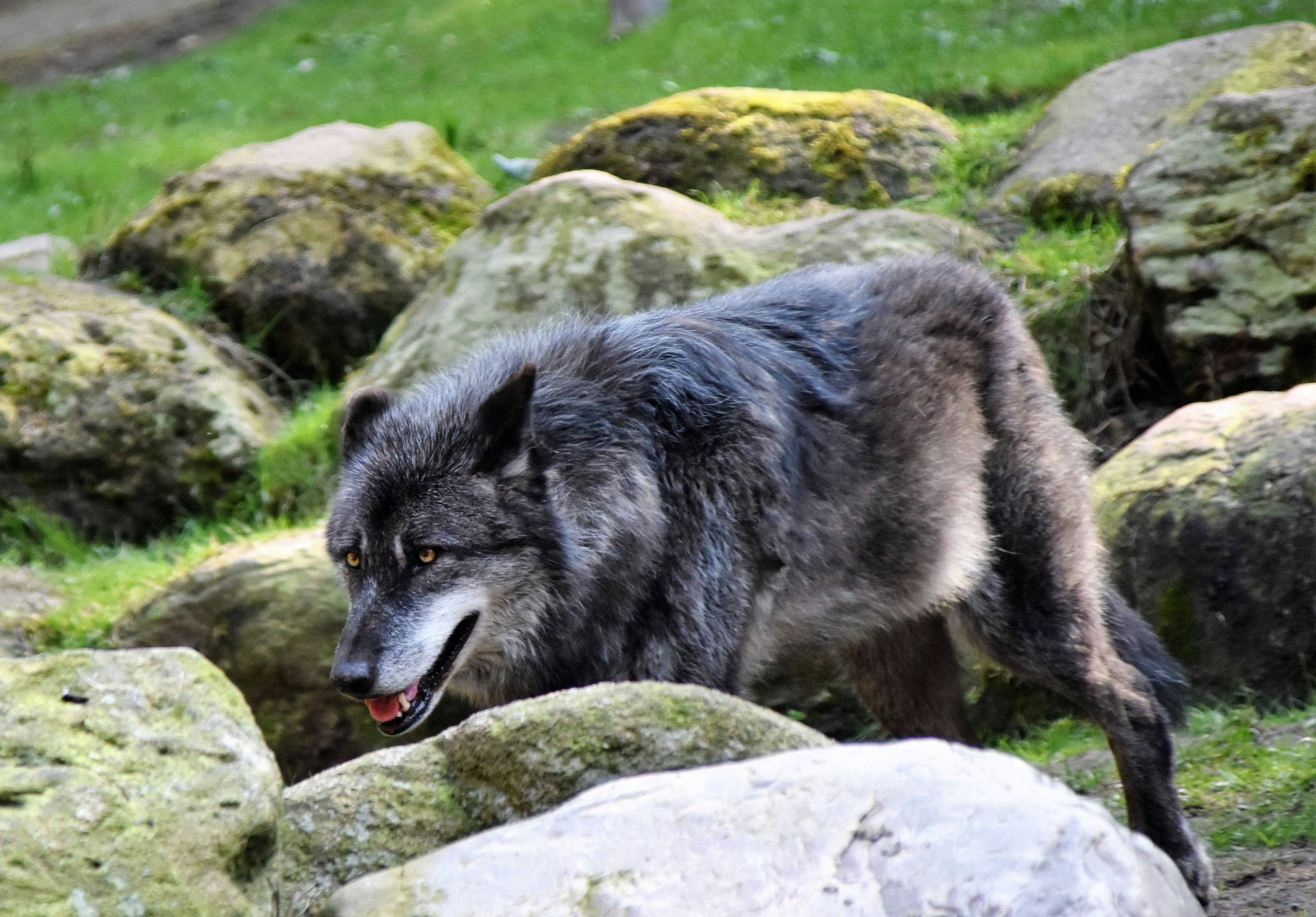 black wolf near rocks