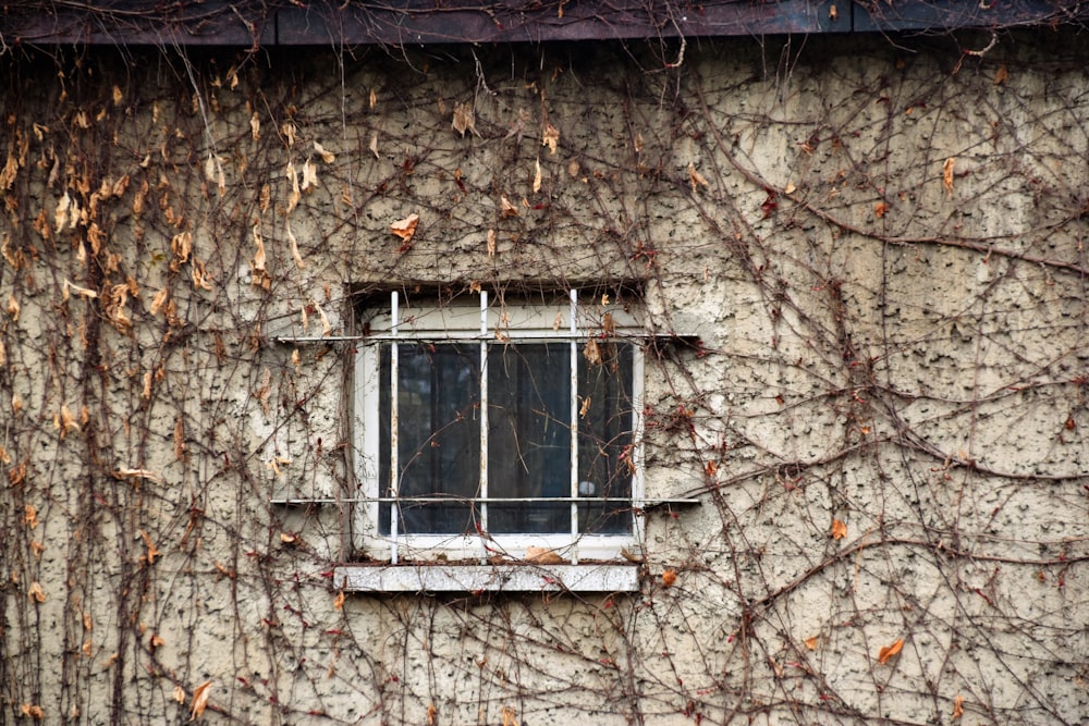 glass window with withered vine plant on wall