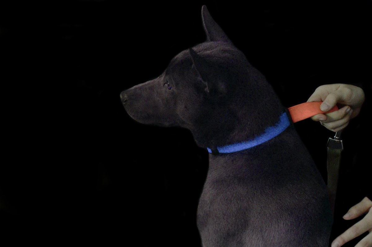 Dog wearing collar outdoors ready for adventure