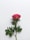 pink petaled flower on white surface