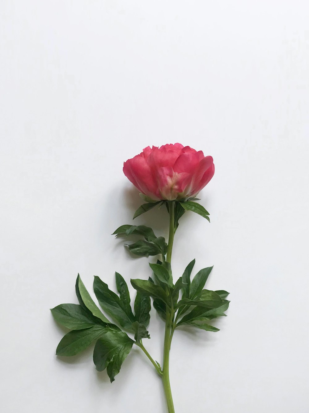 Flor de pétalos rosados sobre superficie blanca