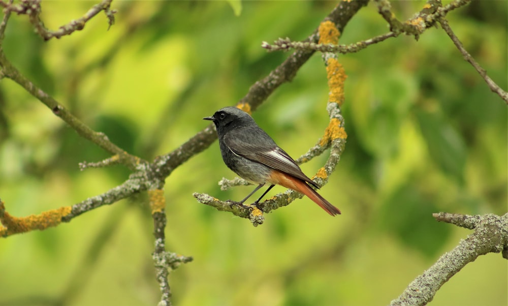 black bird perching on tree branch