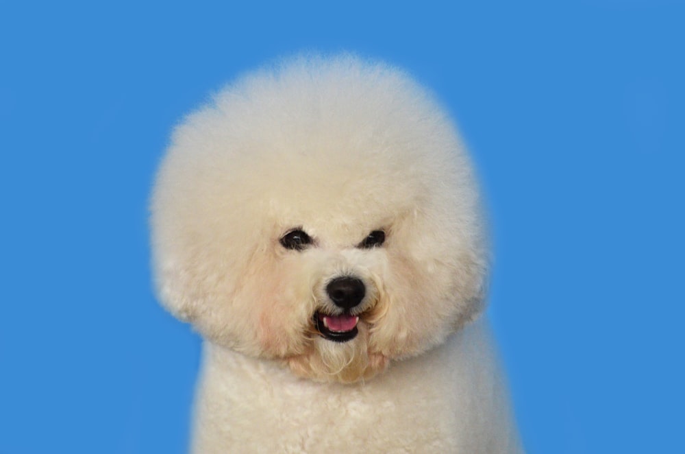 medium coat beige puppy