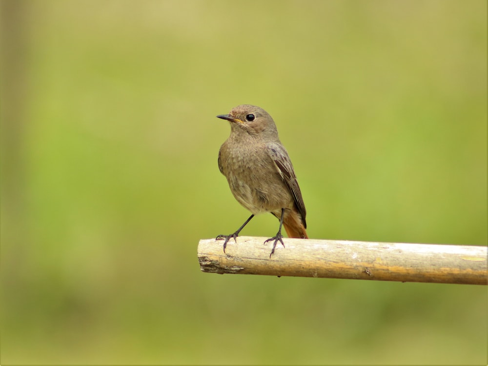 pájaro marrón en palo