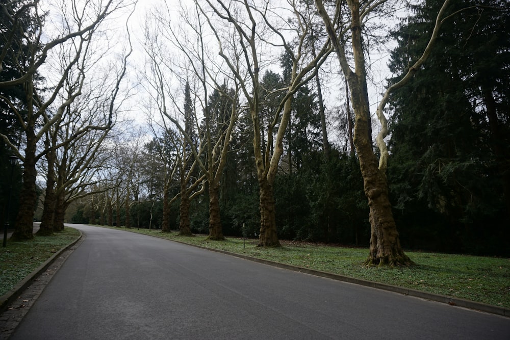 empty concrete road in between bare trees