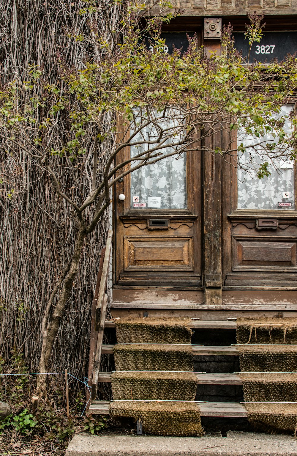 brown wooden door near tree