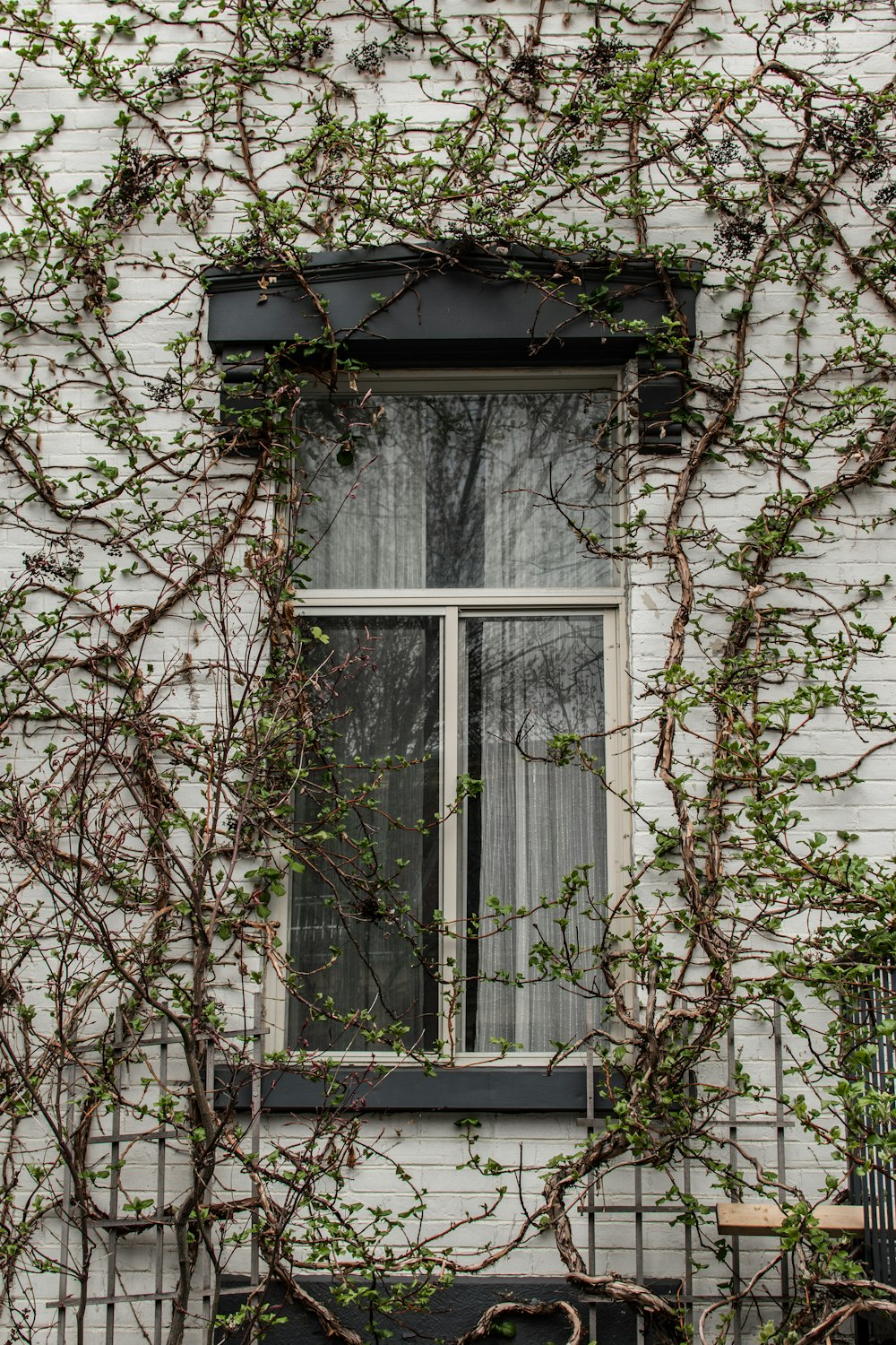 trees near house' window