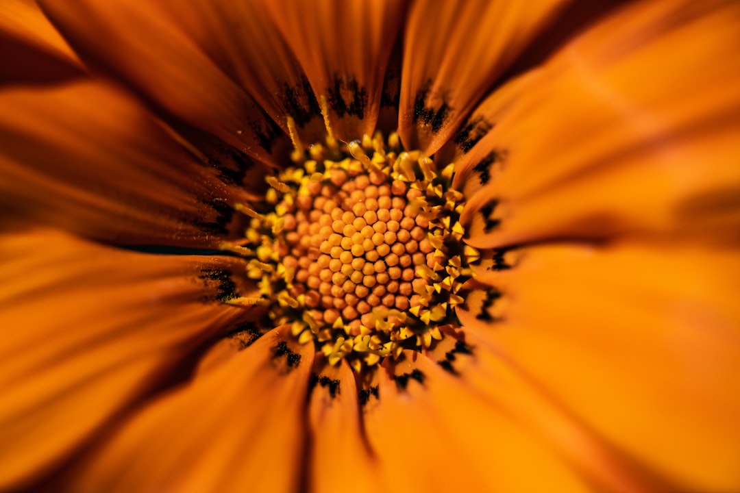 blooming orange gerbera daisy flower