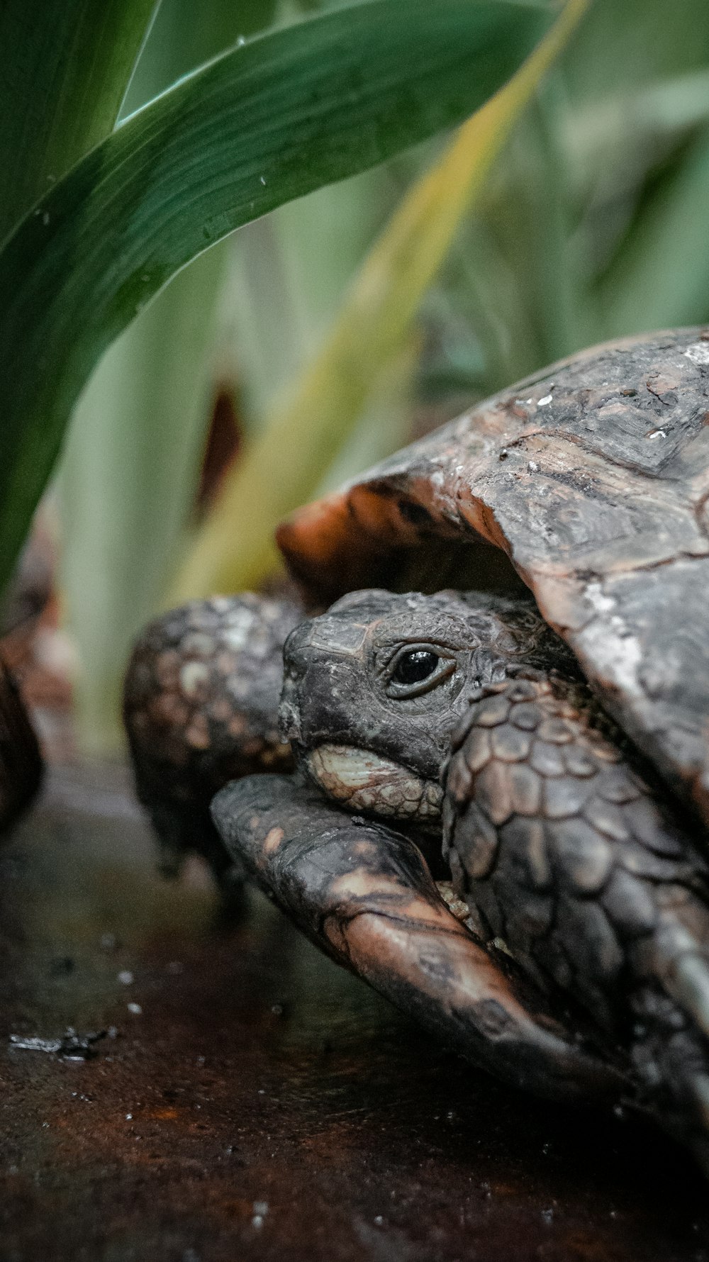 close-up photo of turtle