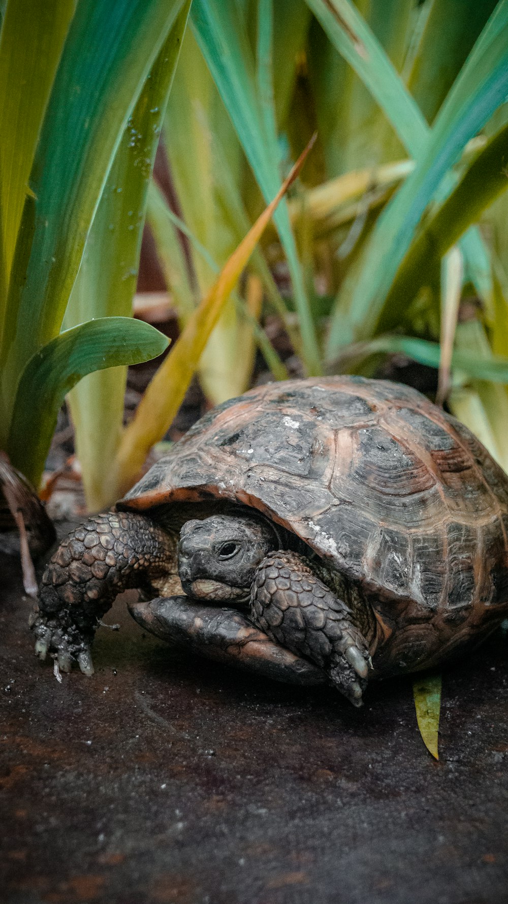 black turtle on grass