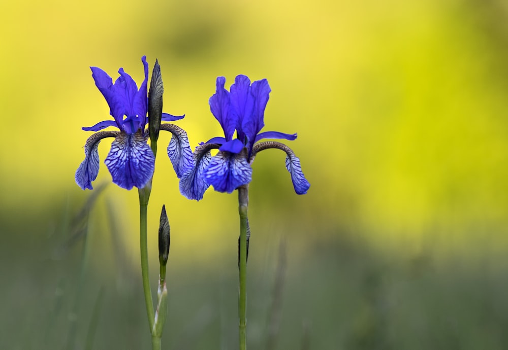 purple iris flowers