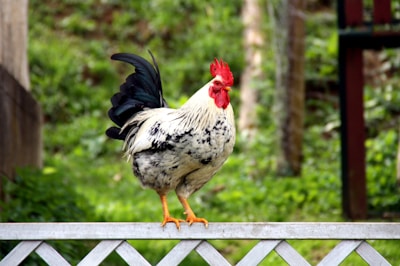 A rooster with vibrant red comb and wattle stands prominently on a wooden fence in a lush green outdoor setting. The feathers are predominantly white with black speckles and a striking black tail.